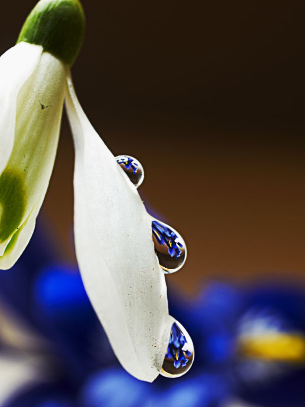 Snowdrops & Iris Reticulata